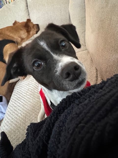 Stella - Terrier