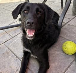 Bella image 1
