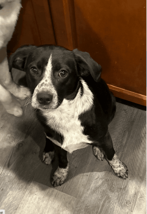 Dean - Pointer