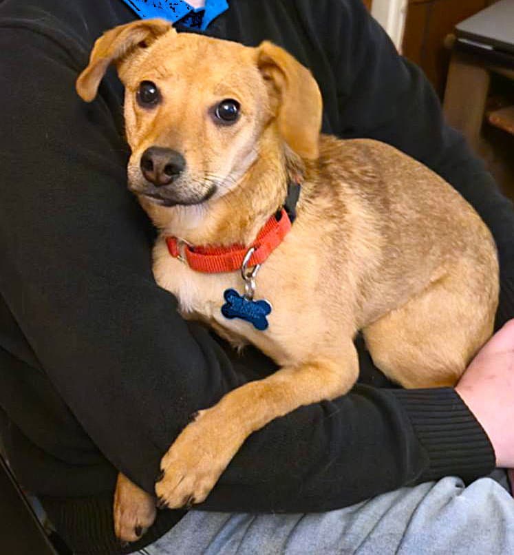 Frank - Chihuahua