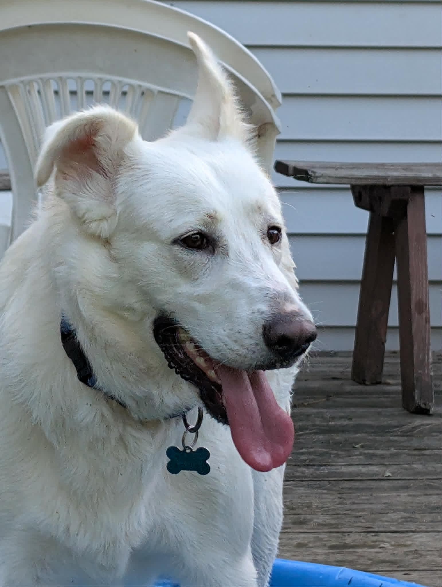 Winter - Husky