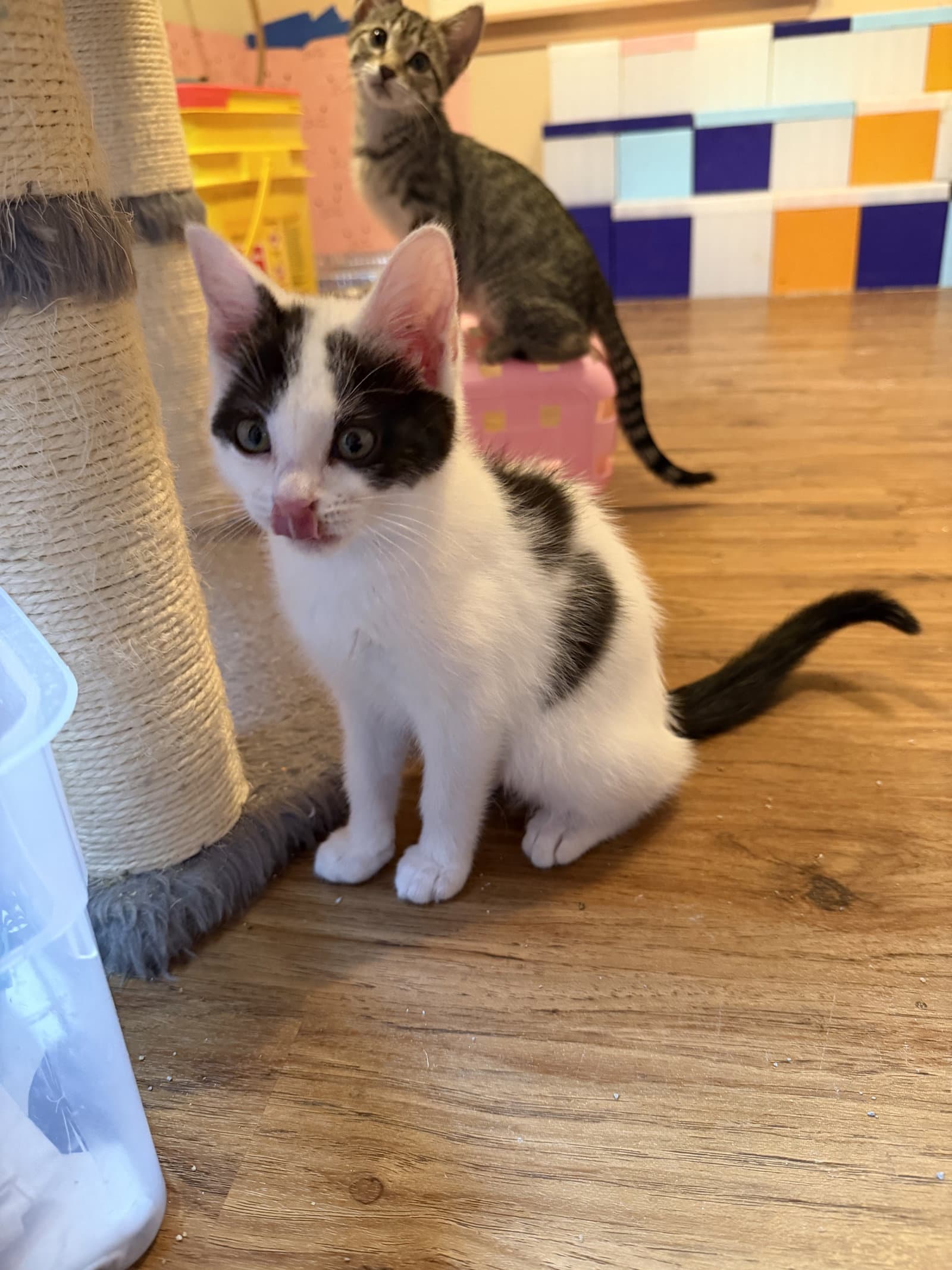 Gabriella - Domestic Short Hair