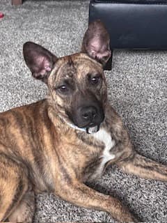 Baxter image 2