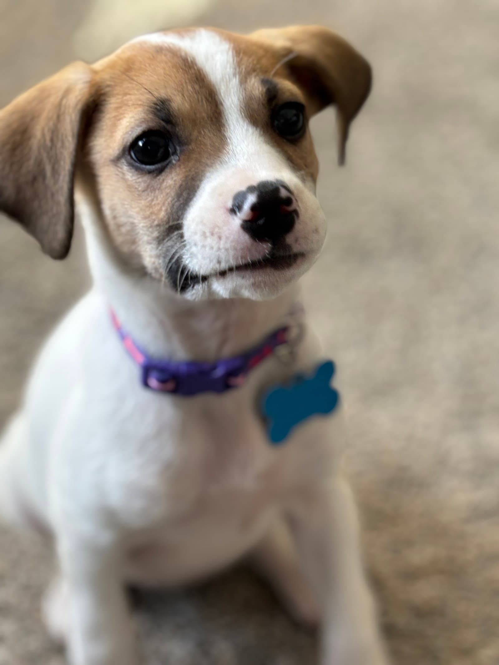 Magnolia - Terrier