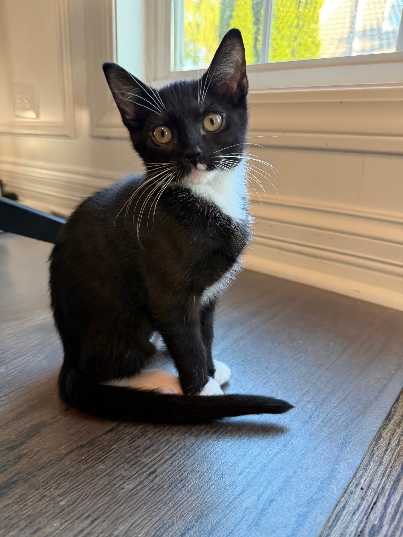 Serrano - Domestic Short Hair