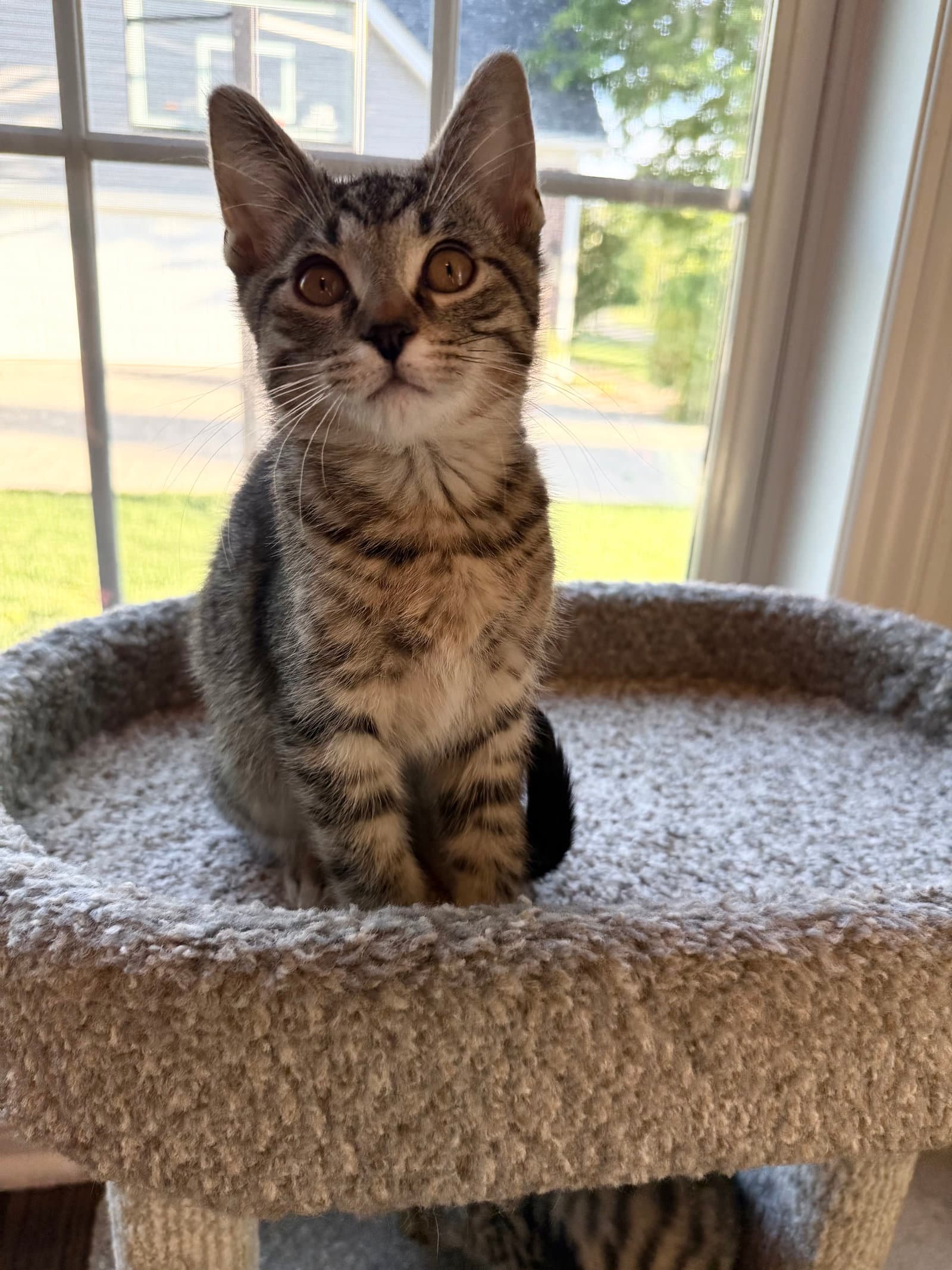 Pepperoncini - Domestic Short Hair