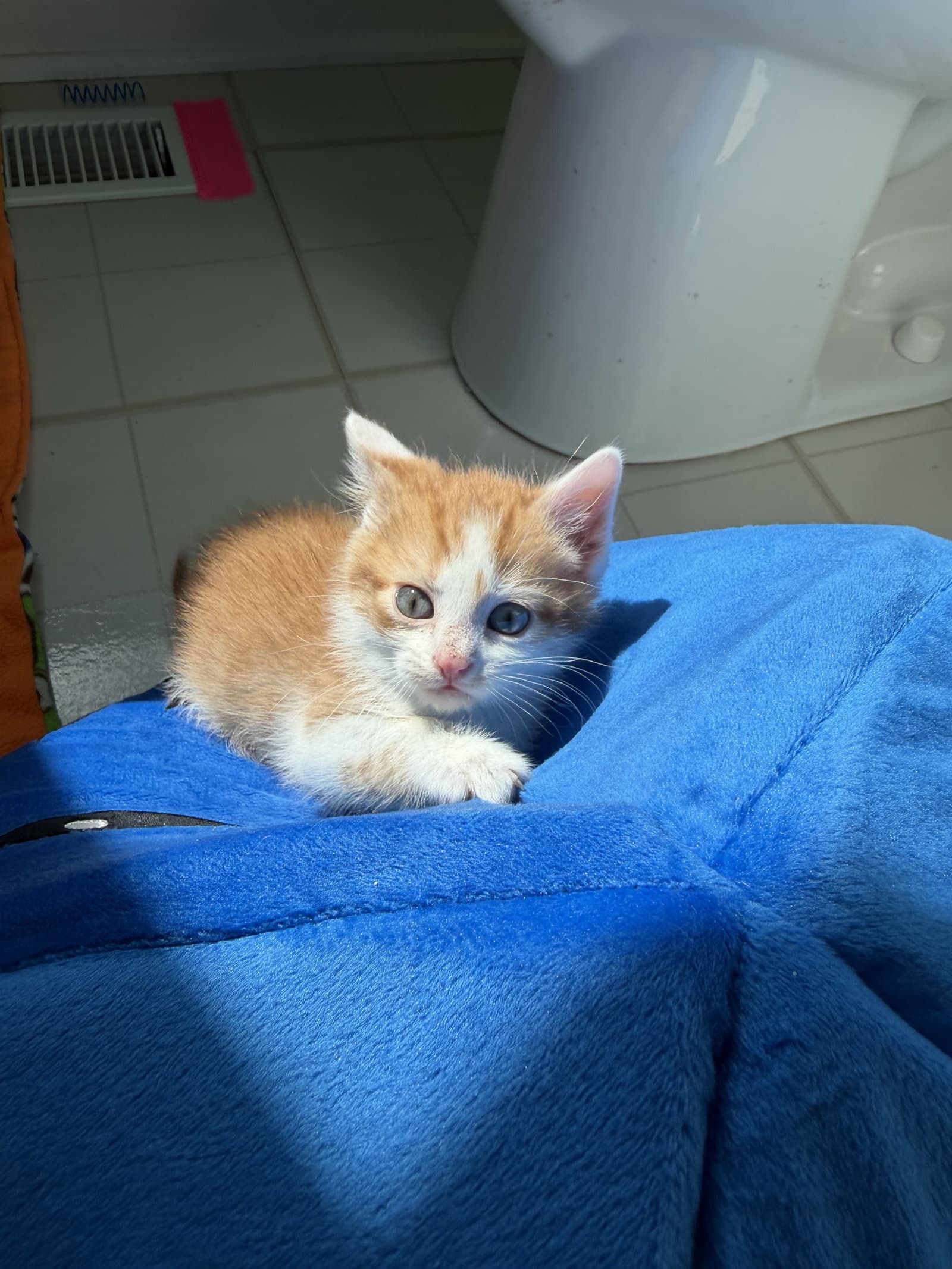 The Lorax - Domestic Short Hair
