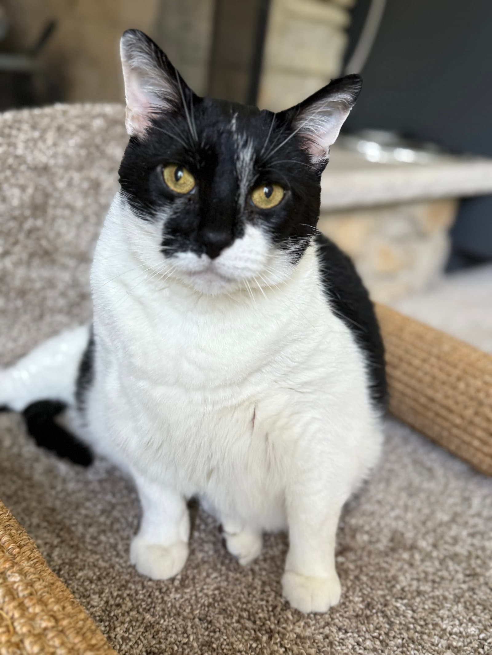 Bruce - Domestic Short Hair