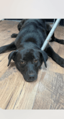 Blackie image 1