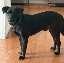 Blackie image 2