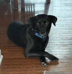 Blackie image 3