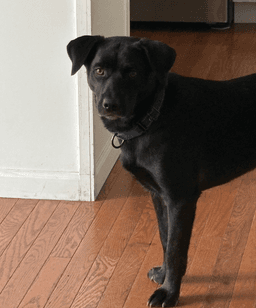 Blackie image 4