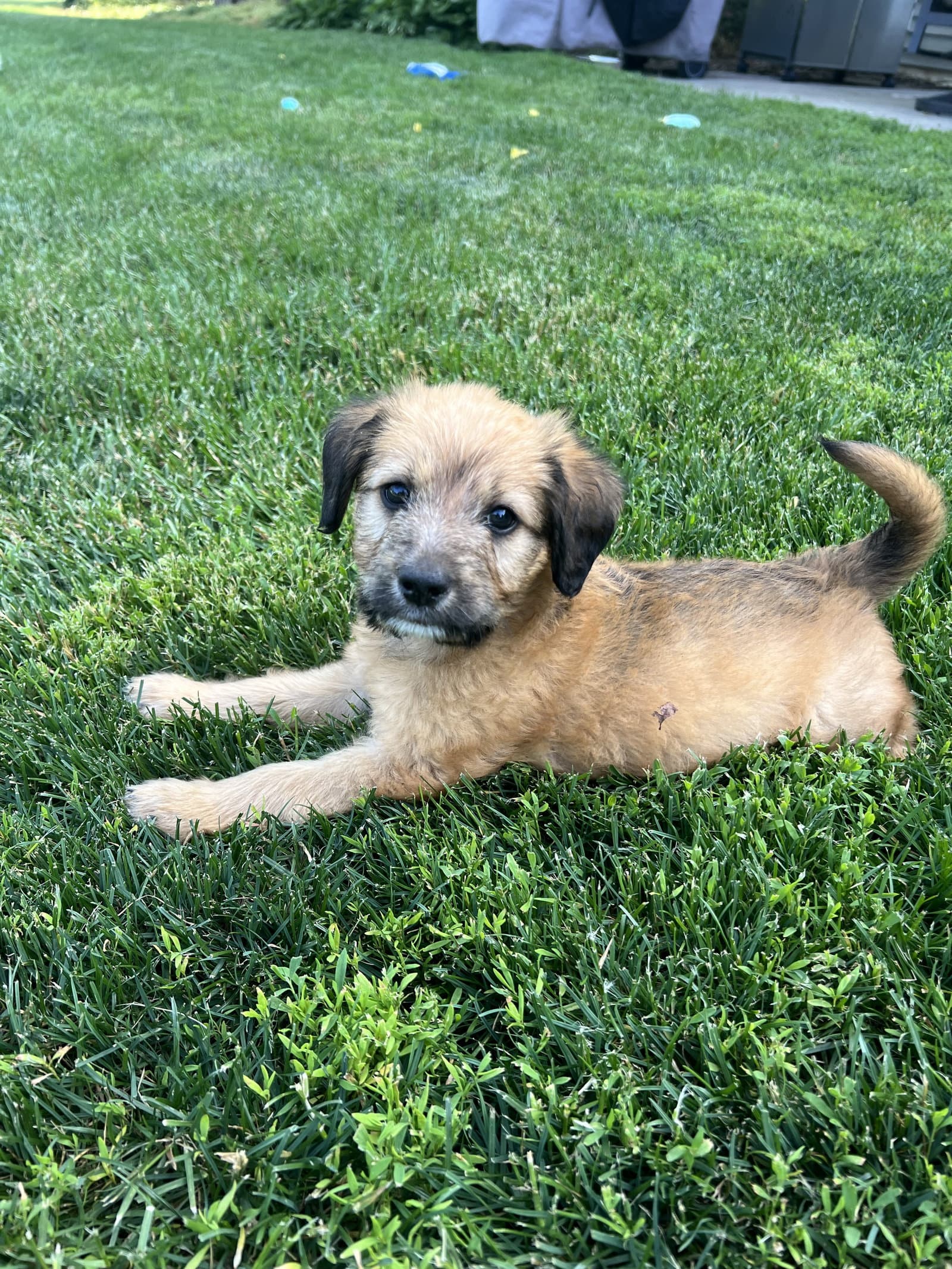 Remi - Terrier
