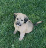 Remi image 4