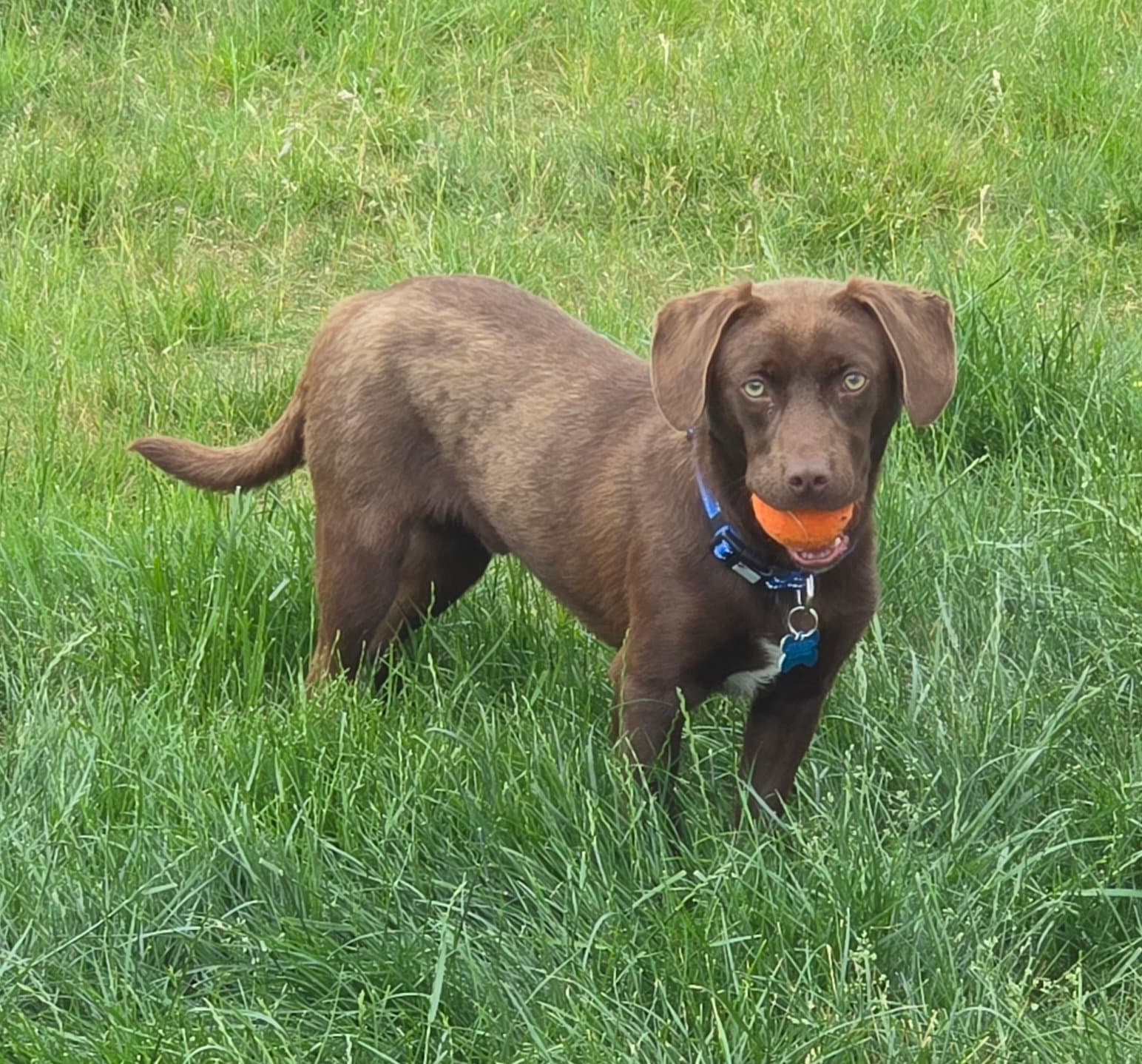 Kobe - Labrador Retriever