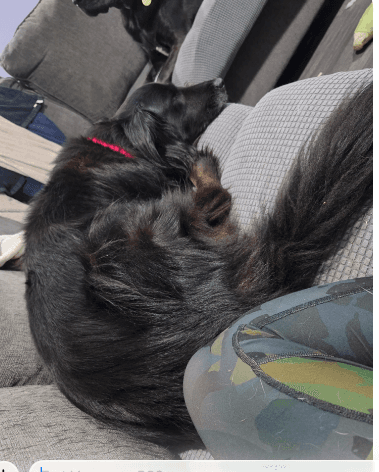 Penelope - Collie
