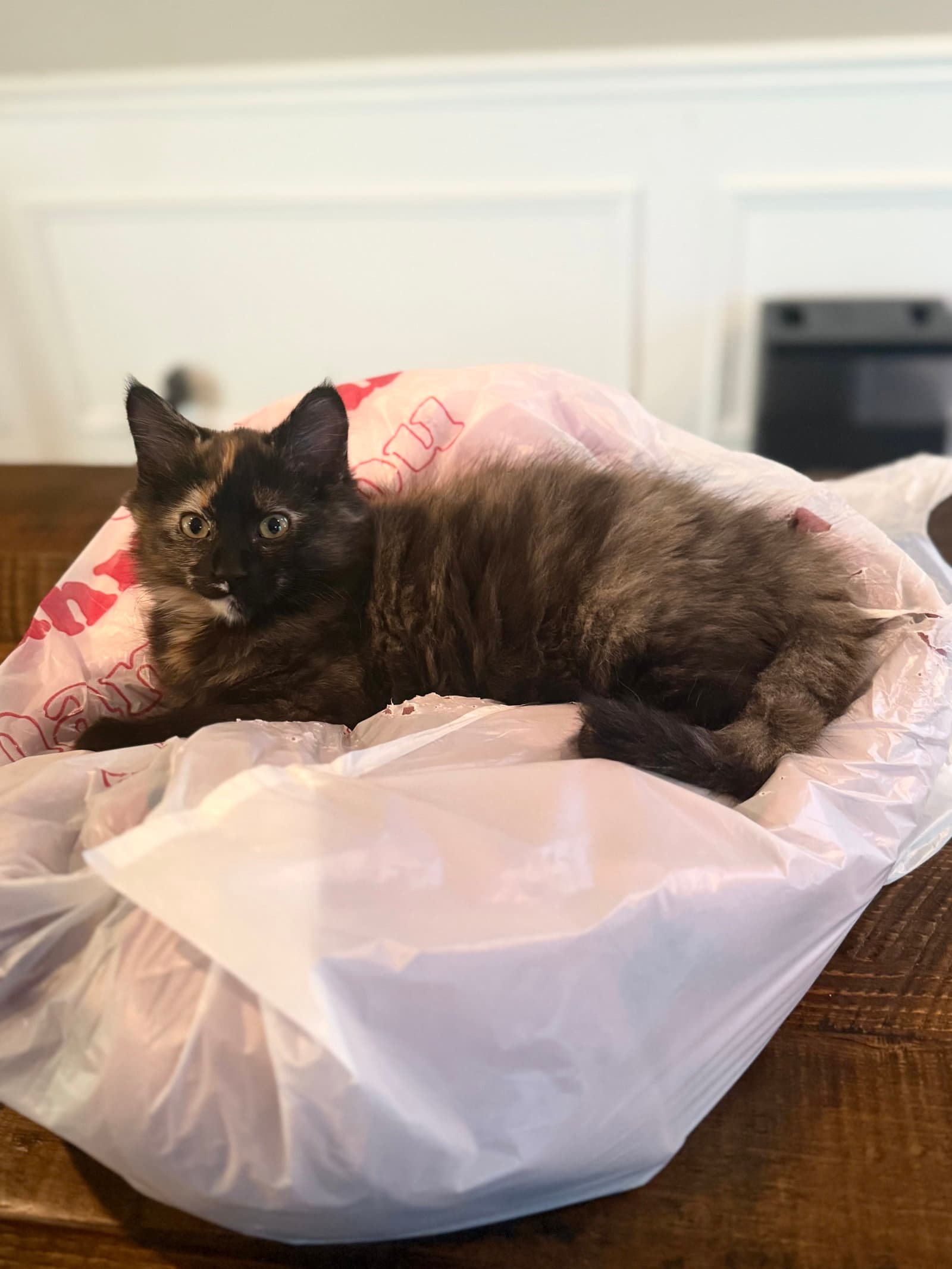Calysta - Domestic Short Hair