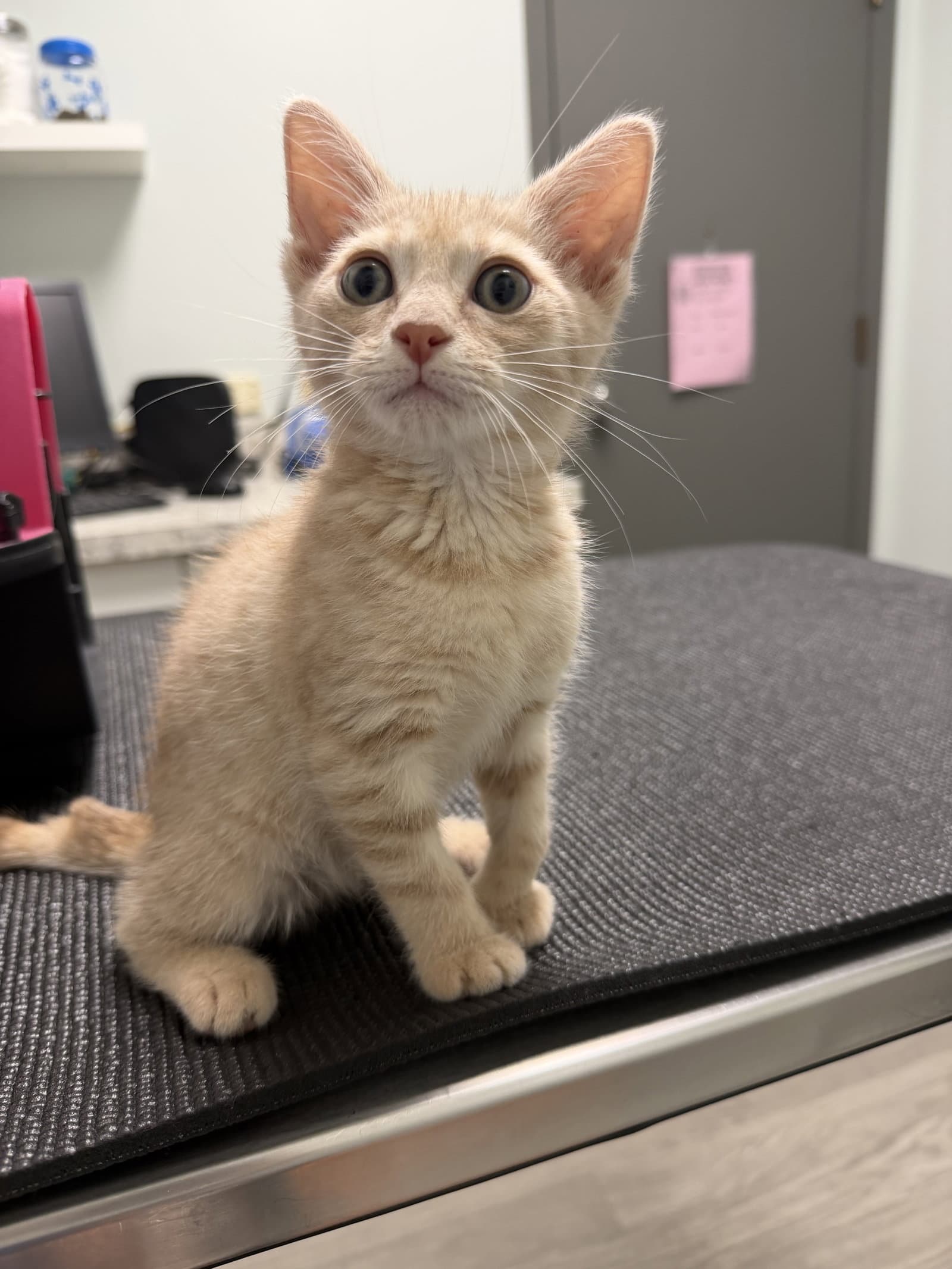 Peaches - Extra-Toes Cat (Hemingway Polydactyl)
