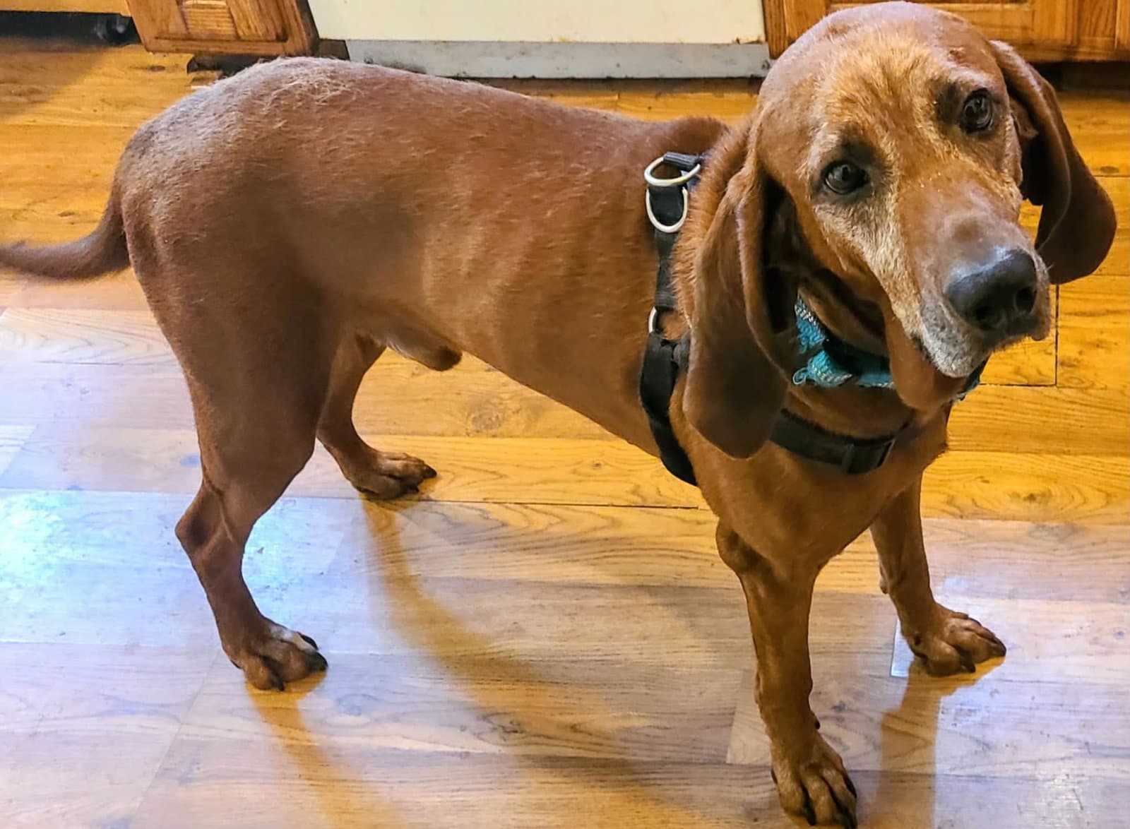 Ole Red - Redbone Coonhound
