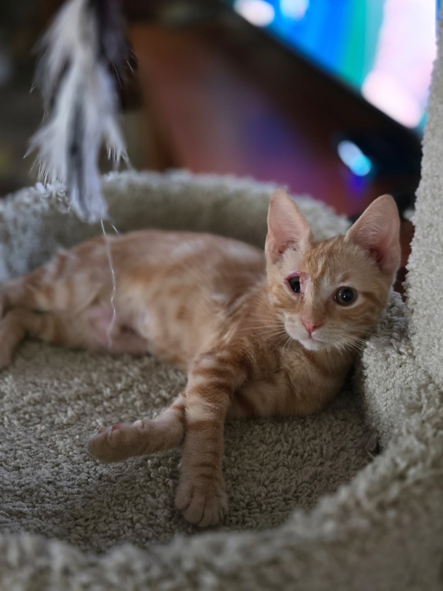 Sunbeam - Domestic Short Hair