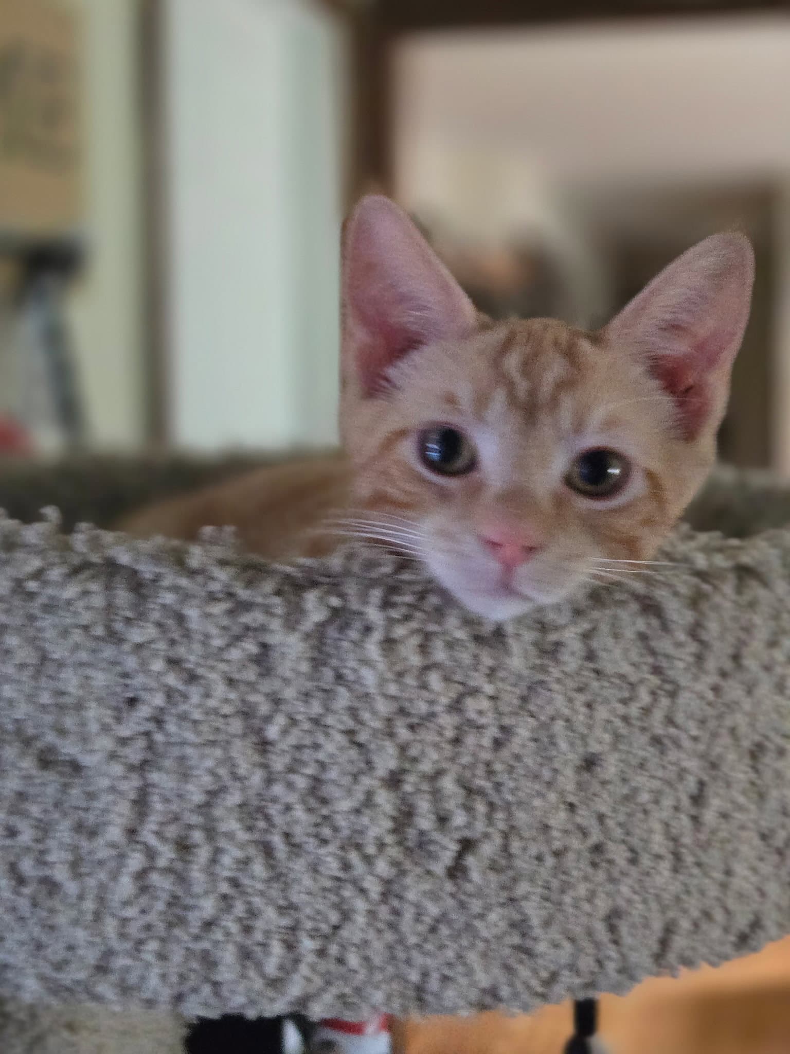 Ray - Domestic Short Hair