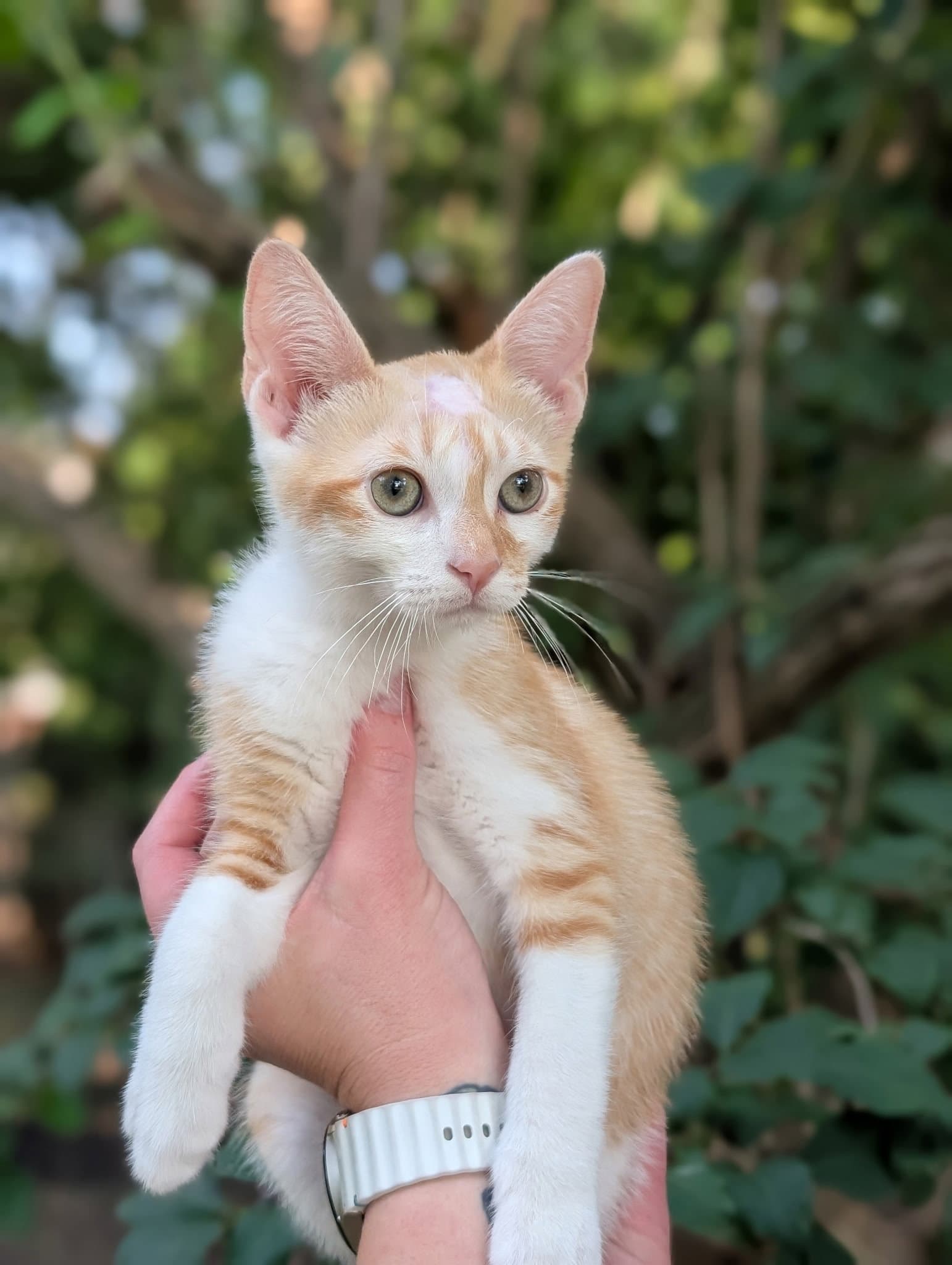 Sunny - Domestic Short Hair