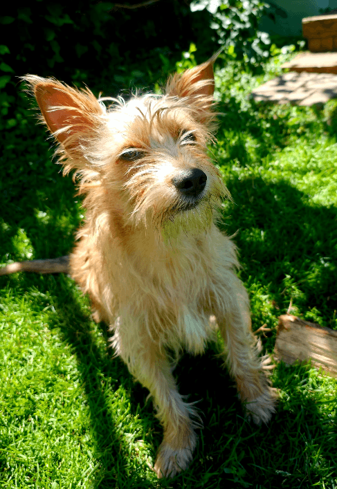 Max - Terrier