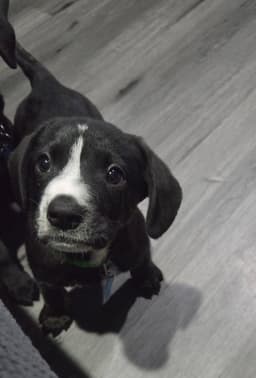 Humphrey image 1