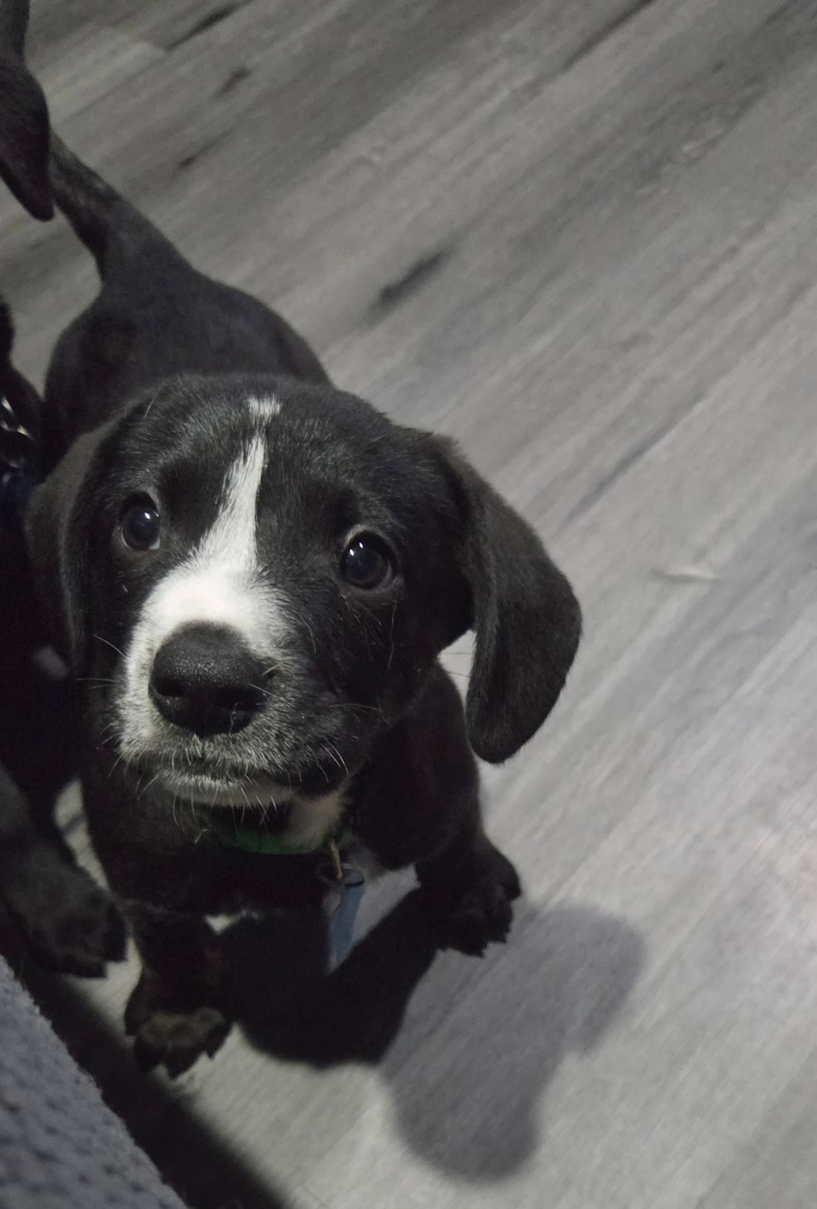 Humphrey - Terrier