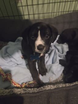 Humphrey image 2