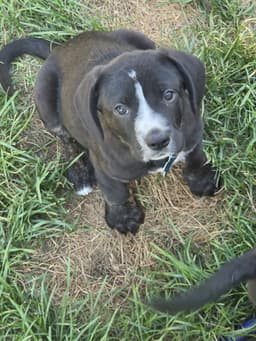 Humphrey image 4