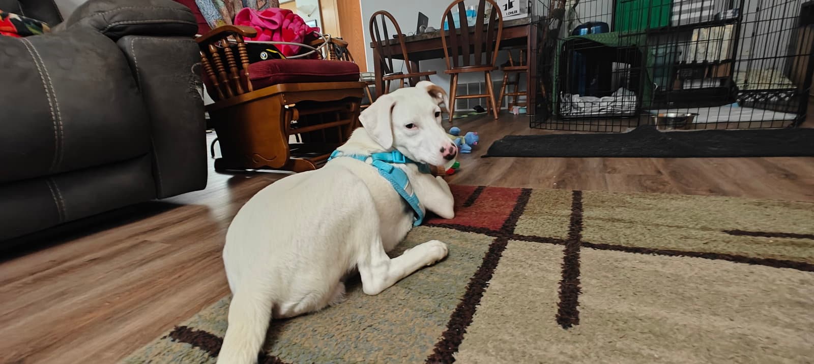 Andy - Labrador Retriever