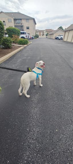 Andy image 4