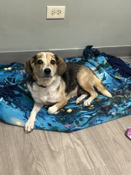 Betty image 1