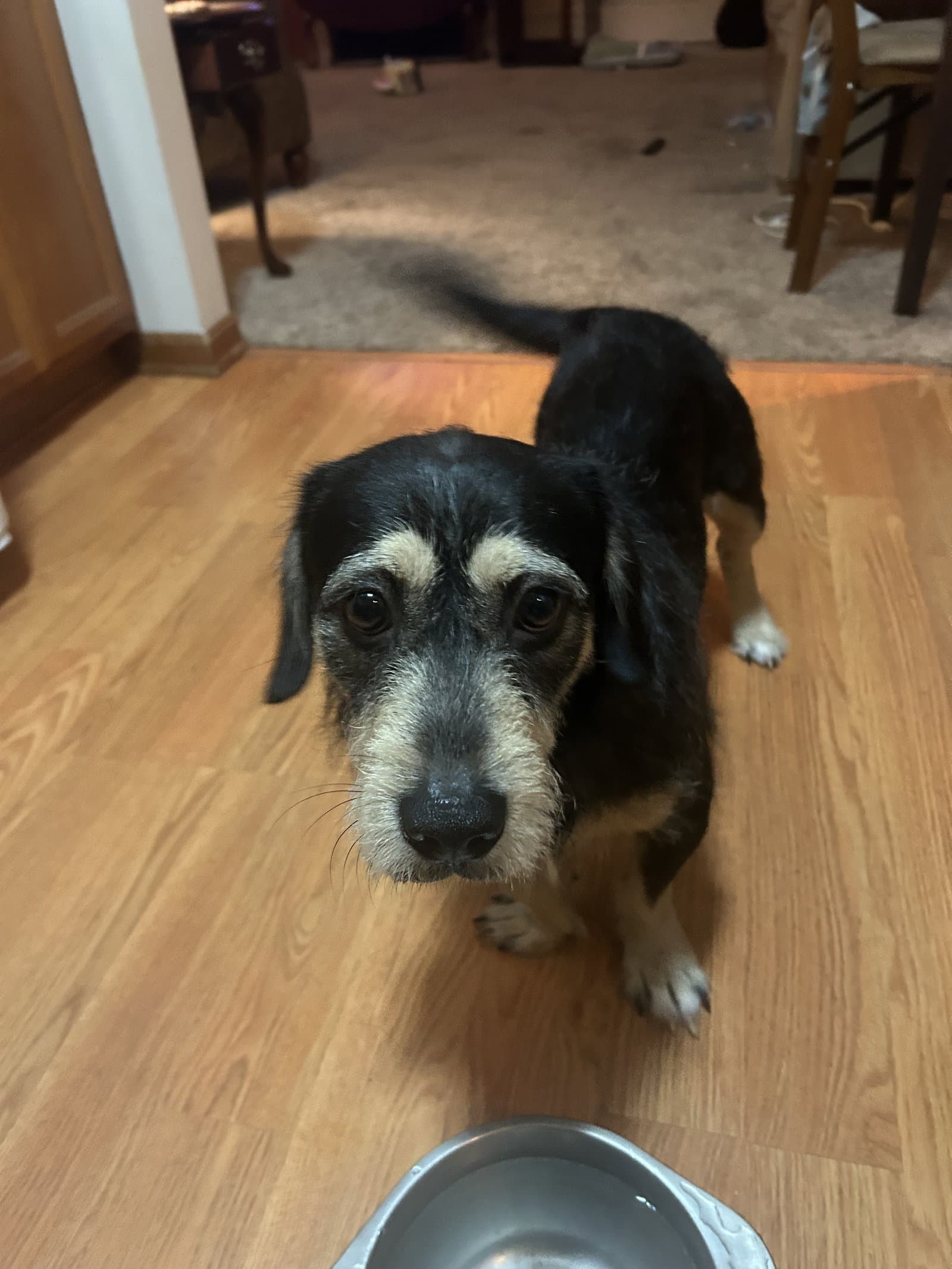 Ace - Terrier