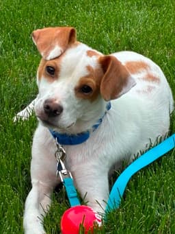 Buddy image 1