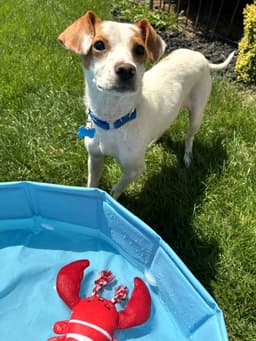 Buddy image 2