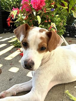 Buddy image 3