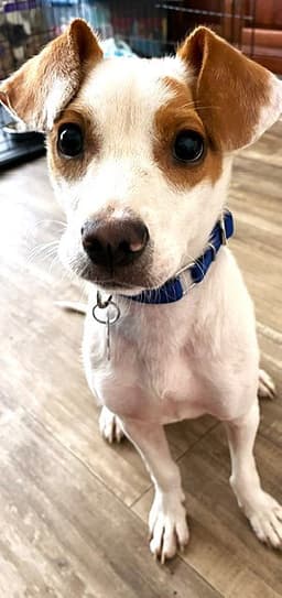 Buddy image 4