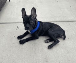 Bruce image 1