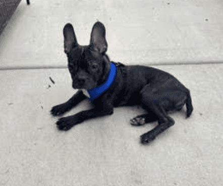 Bruce - Boston Terrier
