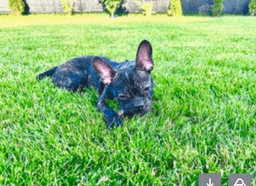 Bruce image 2