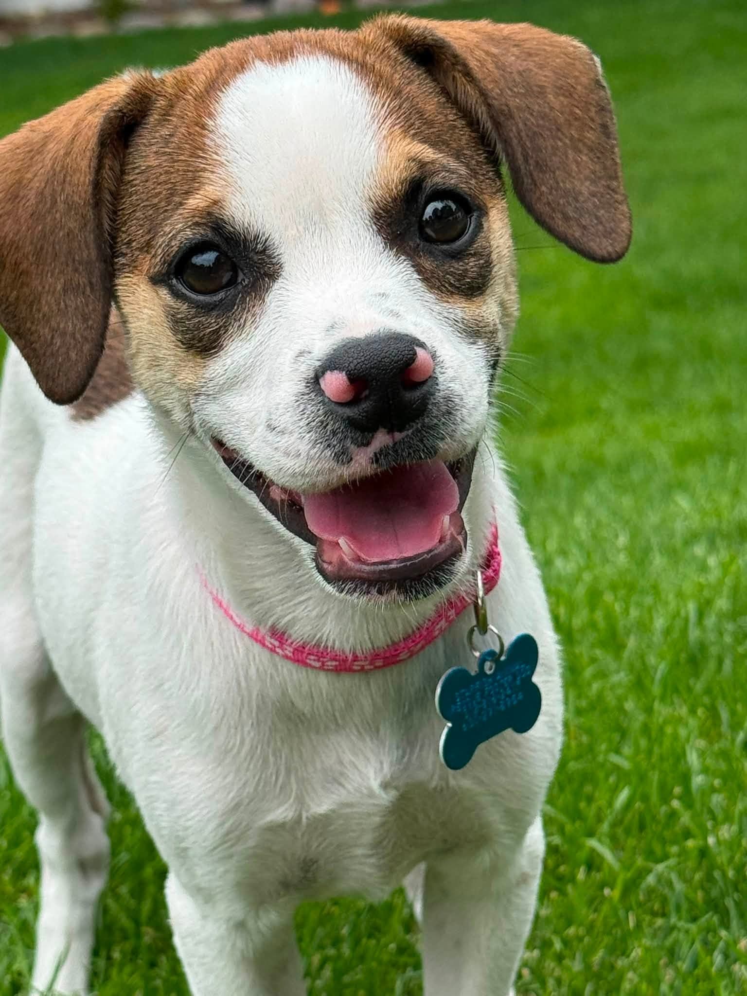 Dellie - Terrier