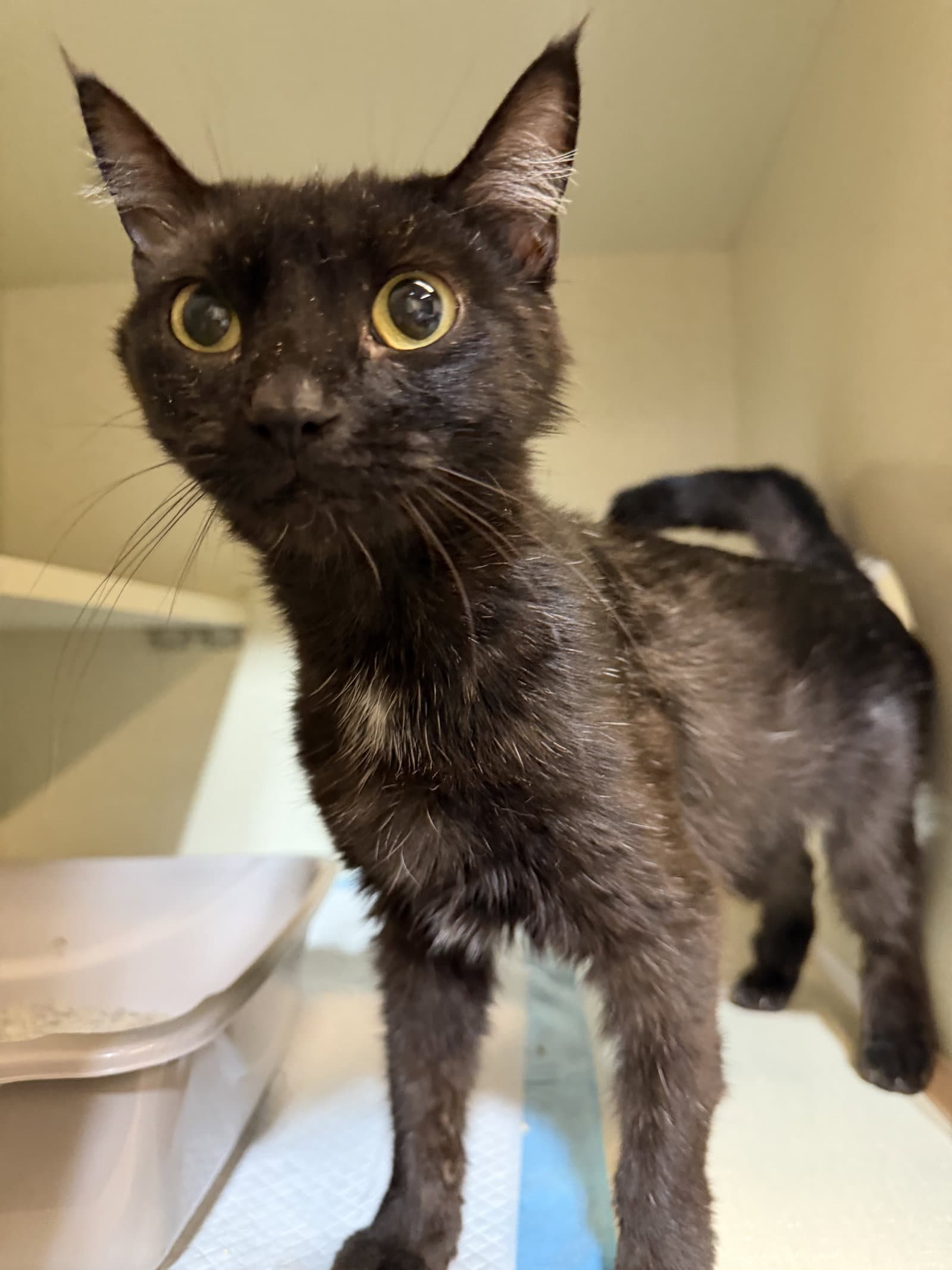Springy - Domestic Medium Hair