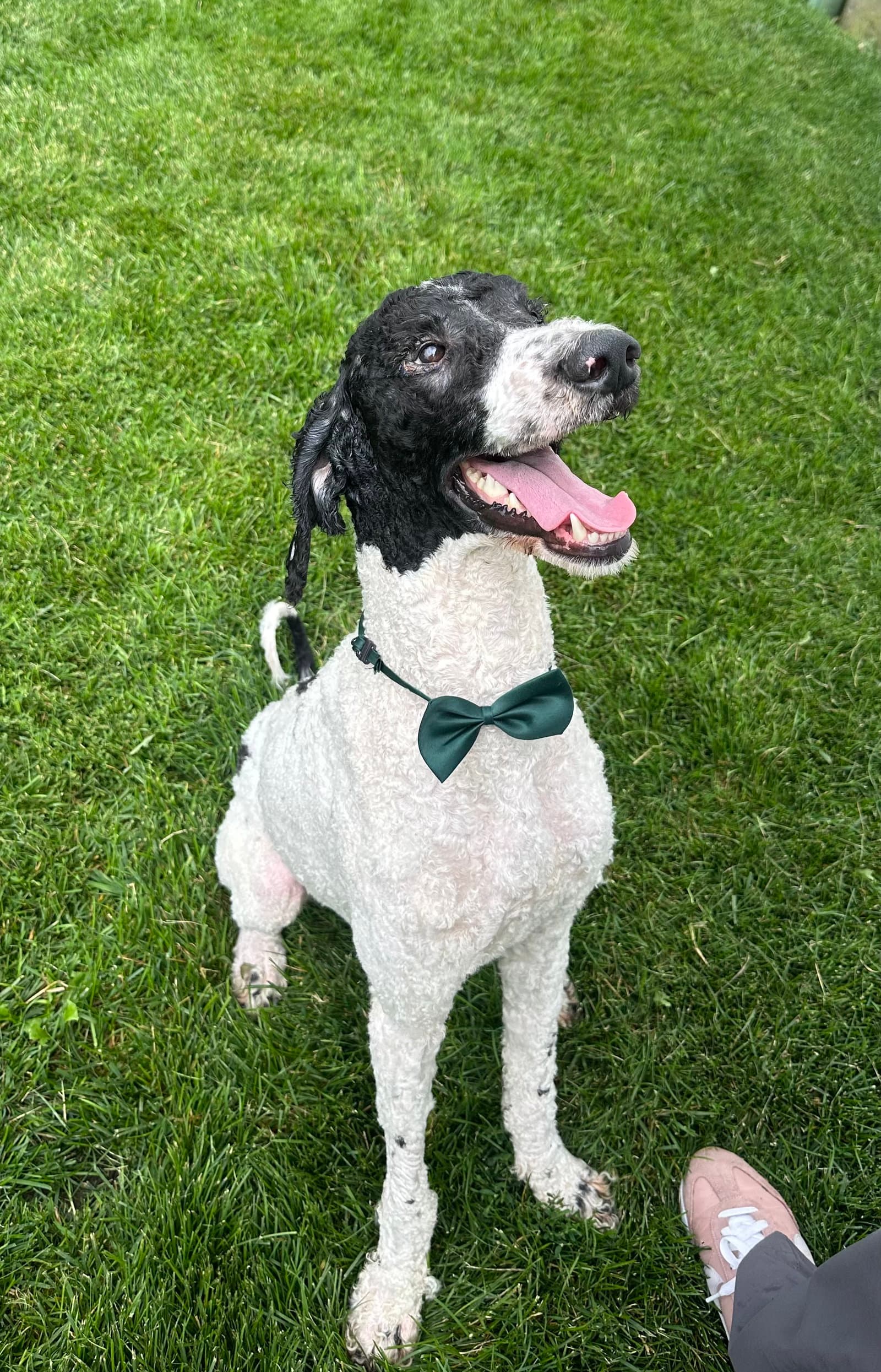 Max - Poodle (Standard)