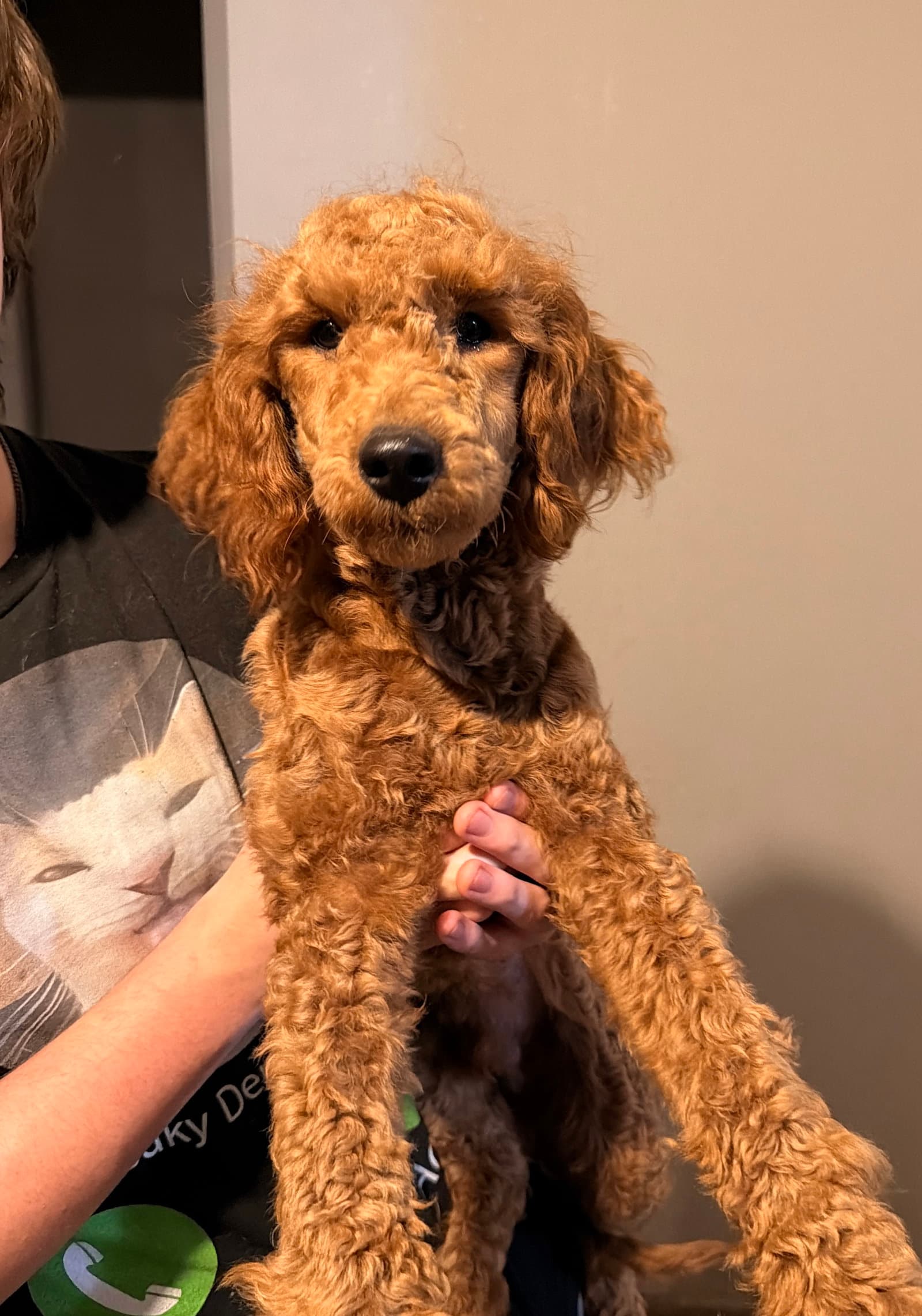 Vino - Poodle (Standard)