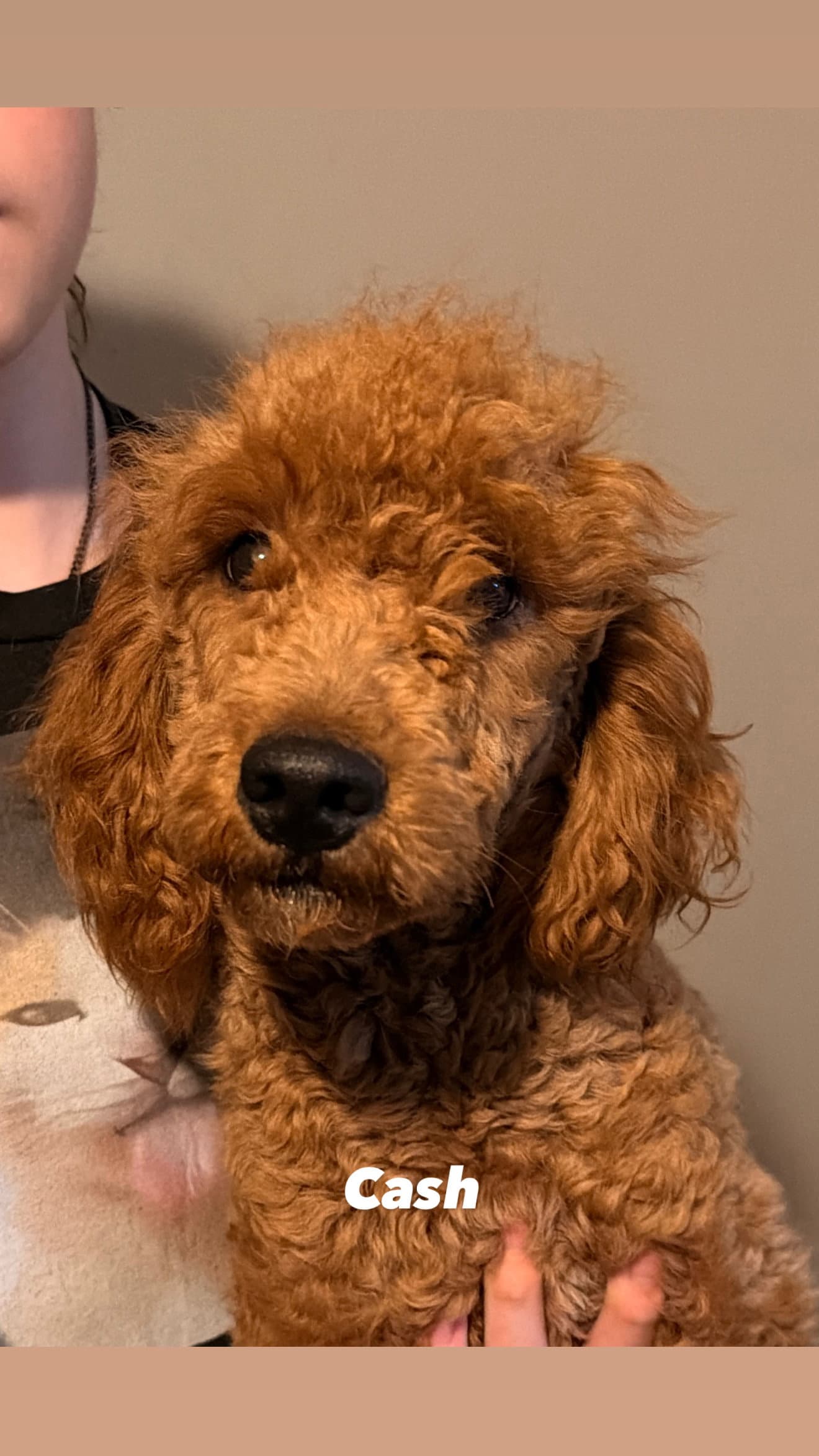 Cash - Poodle (Standard)