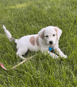 Dolly image 3