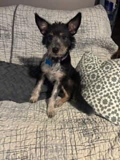 Ella - Terrier