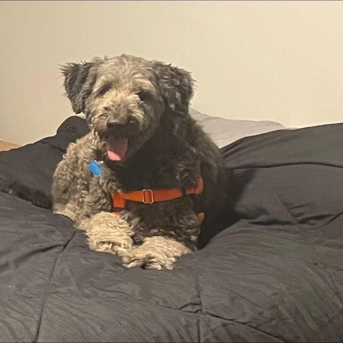 Lady - Poodle (Standard)